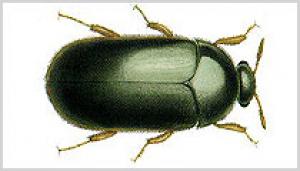 Escarabajo Negro de la Alfombra