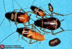 Cucarachas:  >Cucaracha café 