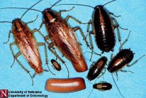 Cucaracha alemana