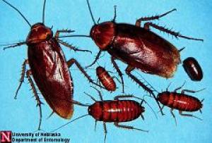 Cucaracha americana 