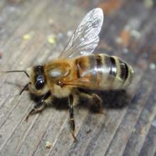 Abejas