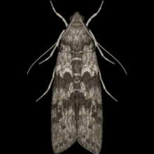 Palomilla Gris Mediterranea de la Harina