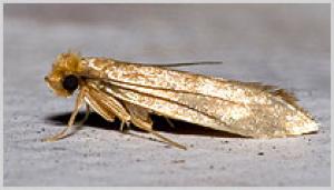 Polilla de la Ropa Tejida